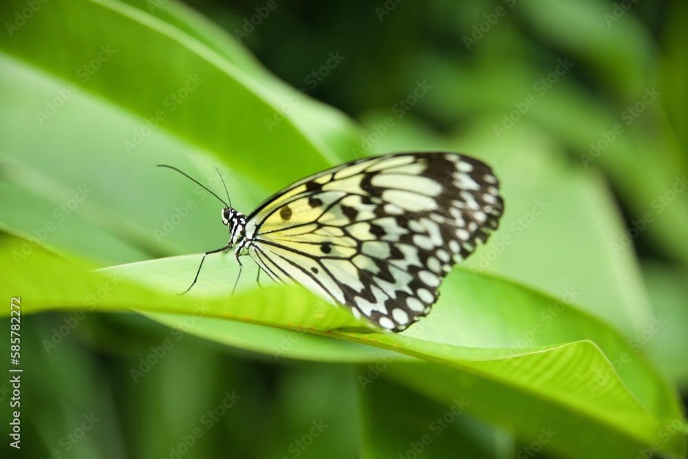 A Monarch butterfly taken from close up sitting on leaves with a bright diffuse background. A Monarch butterfly taken from close up sitting on leaves with a bright diffuse background.