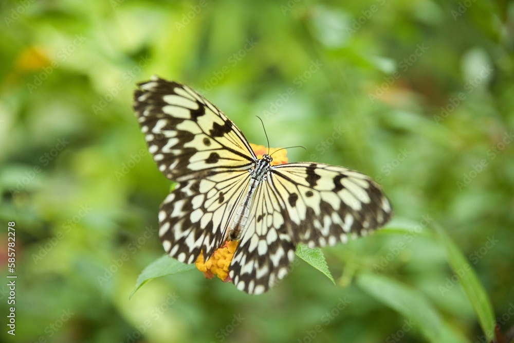 A Monarch butterfly shot from close up sitting on flowers with a bright diffuse background. A Monarch butterfly shot from close up sitting on flowers with a bright diffuse background.