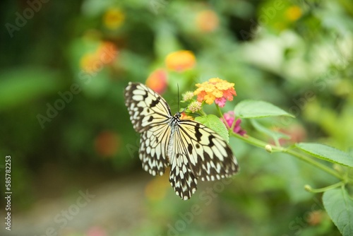 A Monarch butterfly shot from close up sitting on flowers with a bright diffuse background.