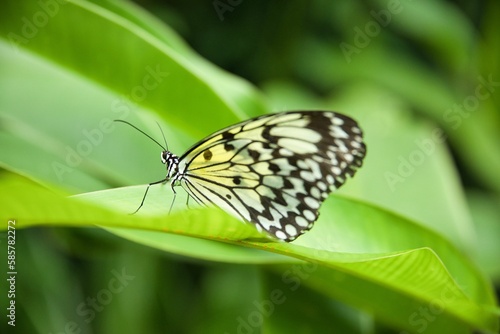 A Monarch butterfly taken from close up sitting on leaves with a bright diffuse background.