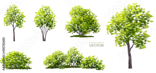 Vector watercolor of tree side view isolated on white background for landscape  and architecture drawing  elements for environment and garden  painting botanical for exterior section and elevation 