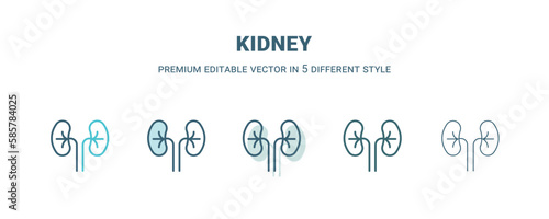 kidney icon in 5 different style. Outline, filled, two color, thin kidney icon isolated on white background. Editable vector can be used web and mobile
