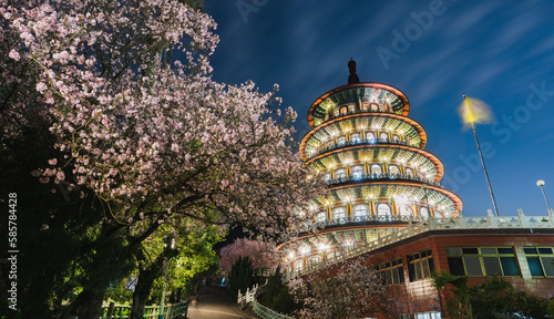 Sakura cherry blossom at Tianyuan temple, Taipei, Taiwan