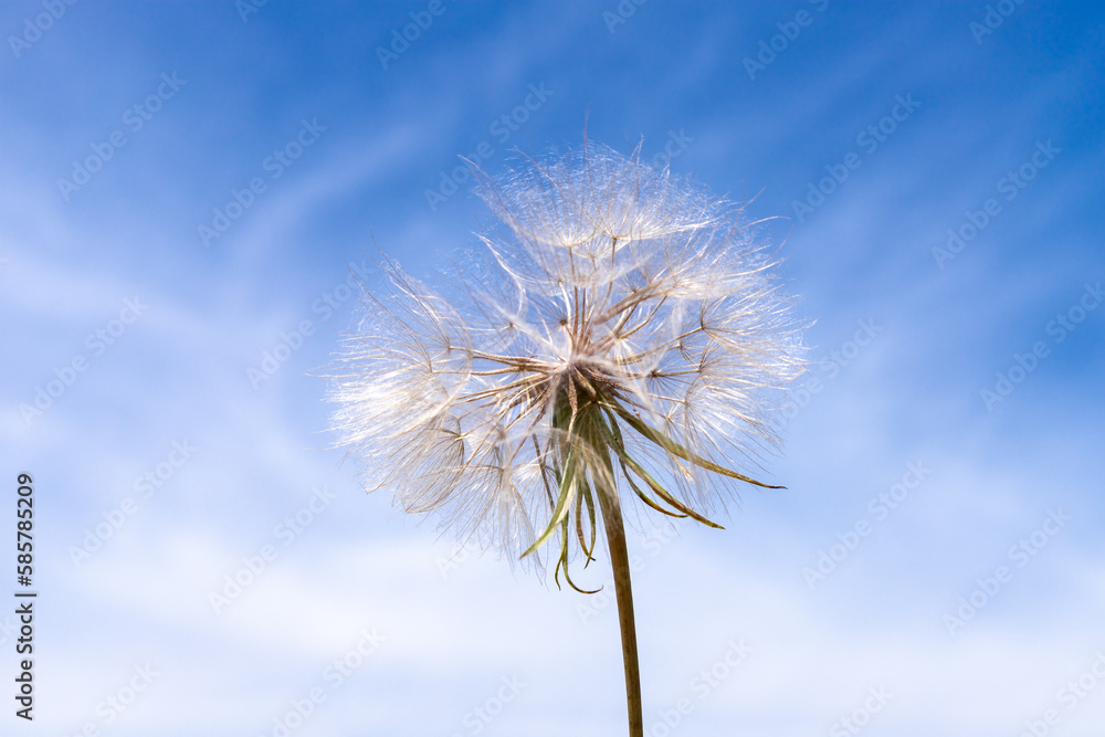 Dandelion with seeds across a cloudy blue sky with copy space Dandelion with seeds across a cloudy blue sky with copy space