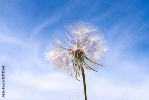 Dandelion with seeds across a cloudy blue sky with copy space