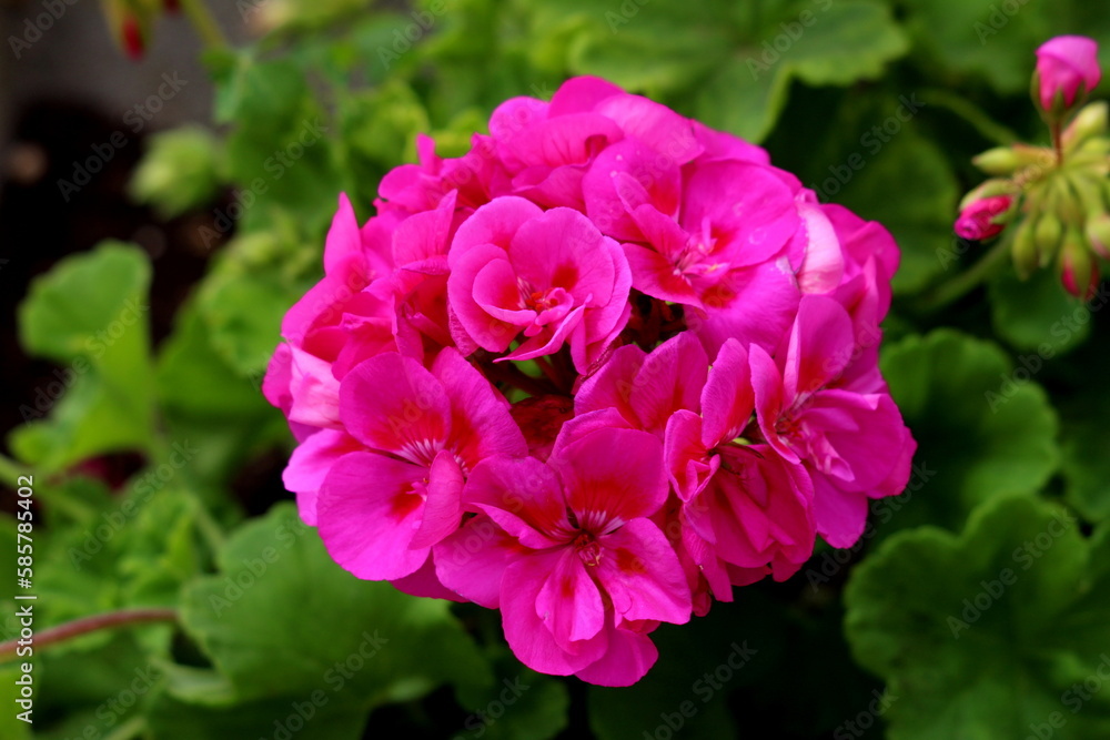 Pelargonium perennial flowering plant with long flowering period and fully open blooming dark pink flowers growing in umbel-like clusters in front of other plants and fresh dark green leaves in local 
