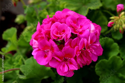 Pelargonium perennial flowering plant with long flowering period and fully open blooming dark pink flowers growing in umbel-like clusters in front of other plants and fresh dark green leaves in local 