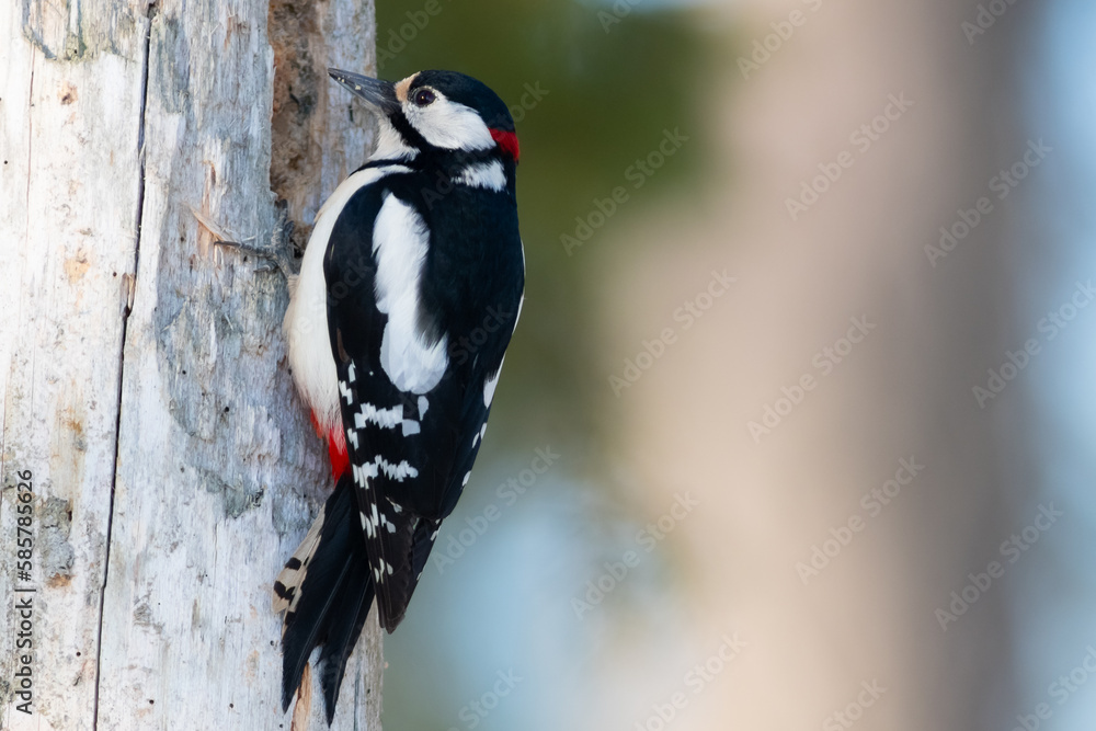 Obraz premium Mister woodpecker