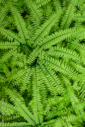  Green background of leaves. Natural background
