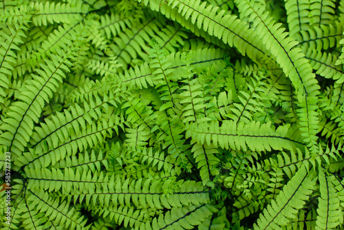 Green background of leaves. Natural background