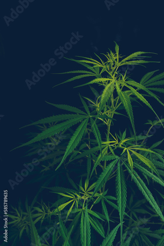 Vertical Green weed Marijuana tree cannabis plant narcotic herbal in CBC greenhouse. Hemp leaf made cannabis crude oil medicine farm. CBC  THC herb agriculture Weed leaf Drug. Sustainability concept