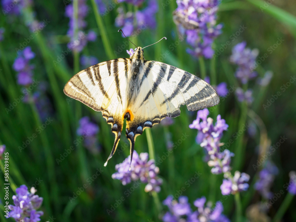 Naklejka premium butterfly on beautiful purple flowers
