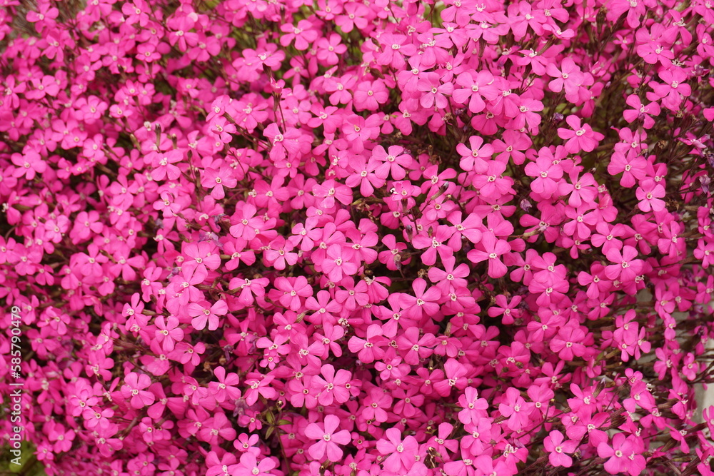 一面に広がるピンクの小さな花