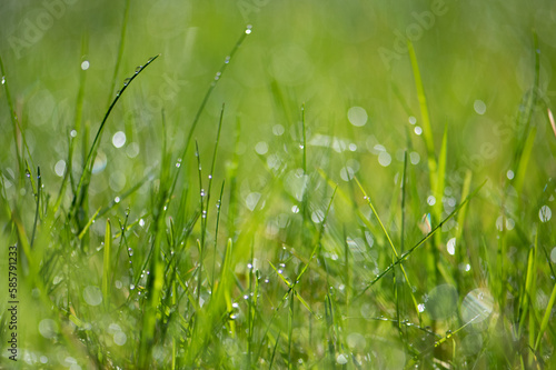 grass with raindrops and sunshine
