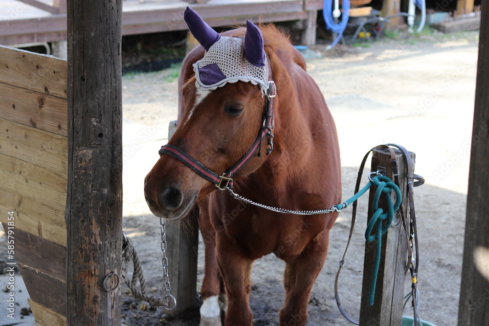 Fototapeta premium Beautiful Horse in Makaino farm, Fujinomiya, Shizuoka, Japan