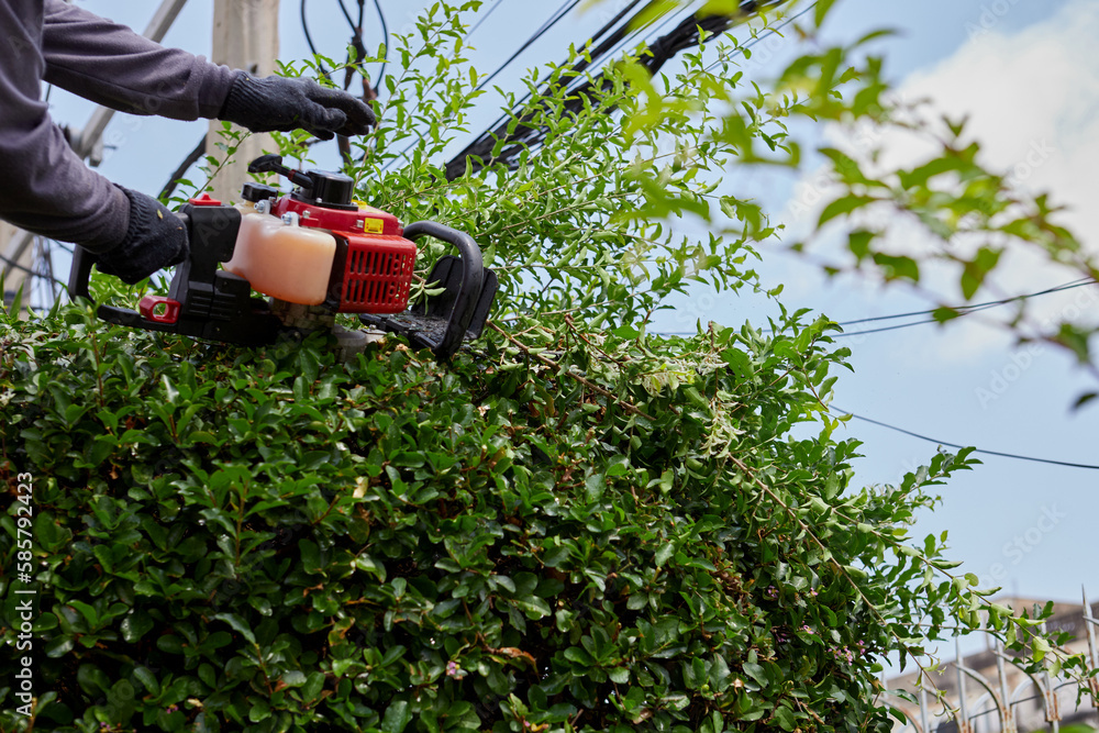 Worker using lawn mower cutting and decorating green tree in the garden Worker using lawn mower cutting and decorating green tree in the garden