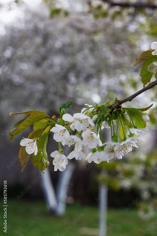 Branches of blossoming cherries in the morning city garden.