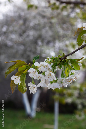 Branches of blossoming cherries in the morning city garden.
