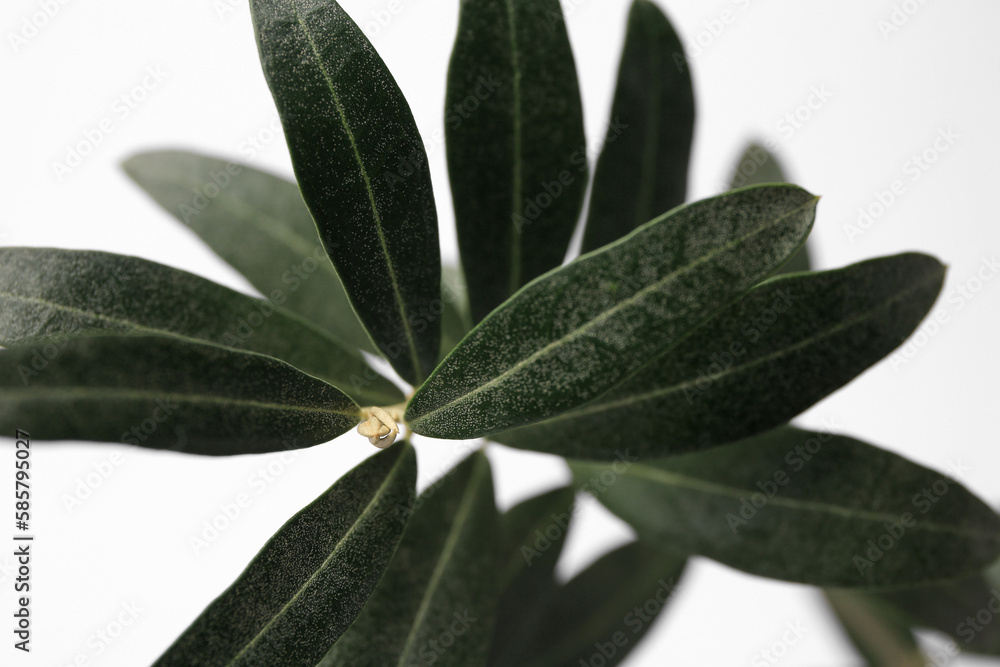 Obraz premium Twig with fresh green olive leaves on white background, closeup