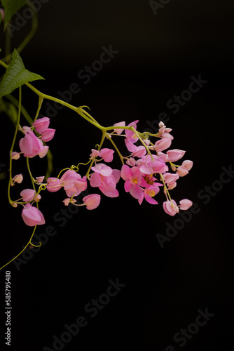 Embeleze seu espaço com a delicadeza desta flor! Sua beleza singular transmite paz e harmonia. Adquira agora essa imagem exclusiva photo