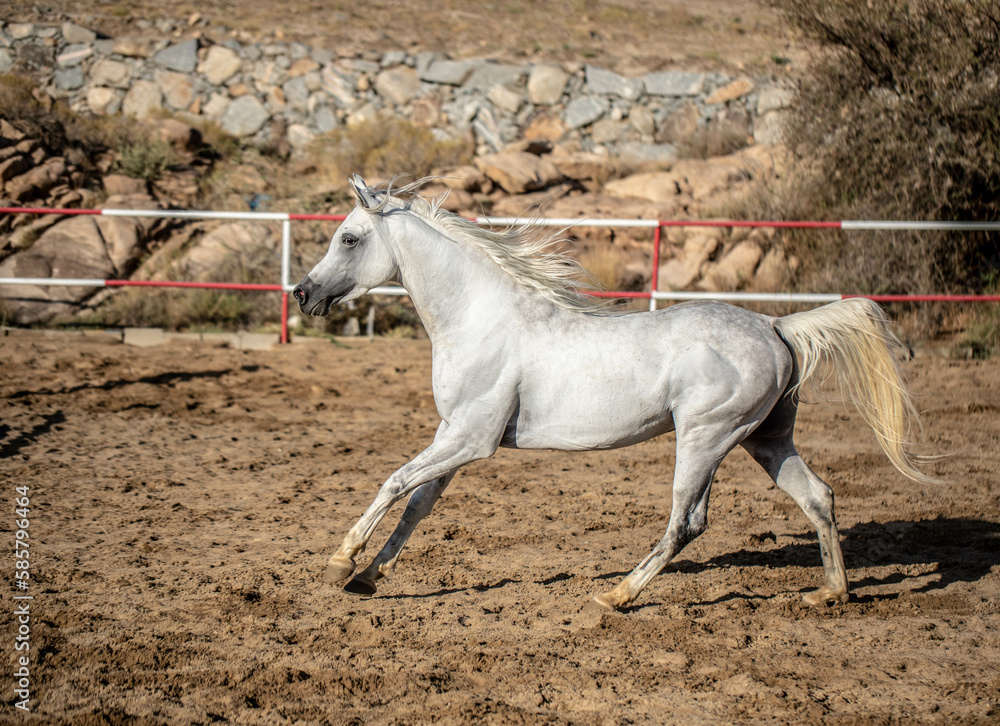 Obraz premium Arabian Horse Beauty in Saudi Arabia