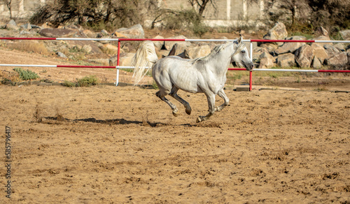 Arabian horse