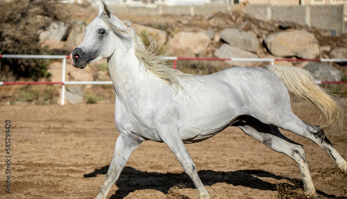Arabian horse © alprince2099