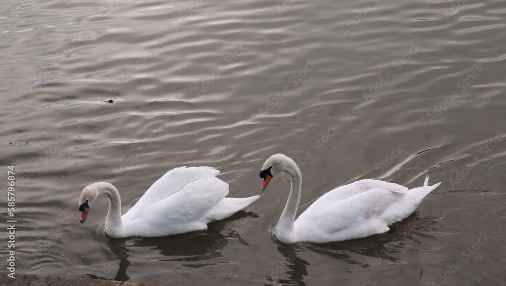 Two swans swimming in Windsor Thames river Two swans swimming in Windsor Thames river