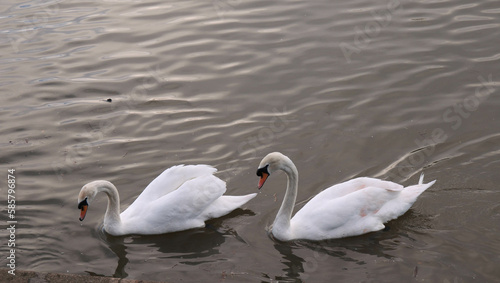 Two swans swimming in Windsor Thames river