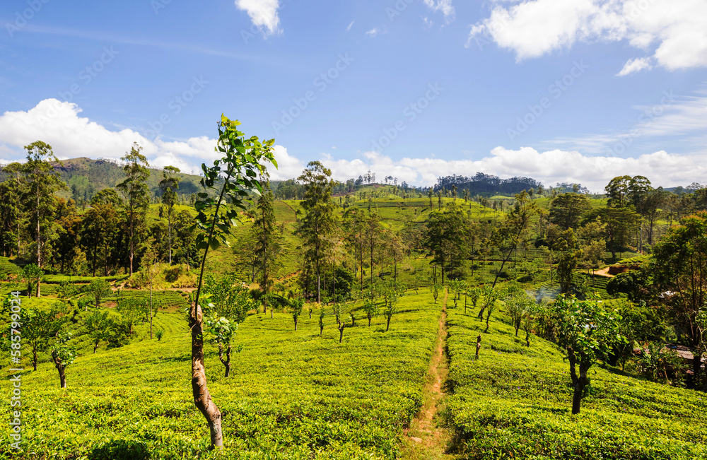 Naklejka premium Tea plantation