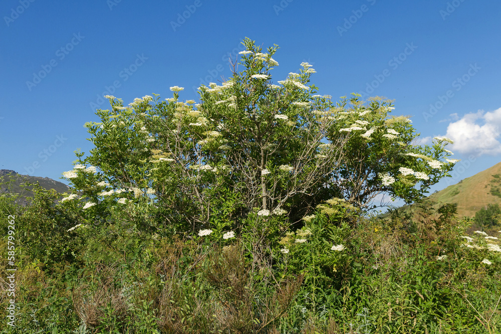 Shrub of White Umbelliferous Wildflowers and Blue Sky Background