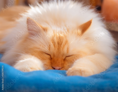 White fluffy cat sleeping on a blue blanket with front paws outstretched