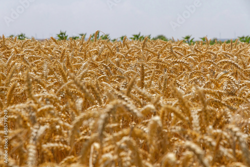  Detail of wheat crop with golden ears ready for harvest  photo