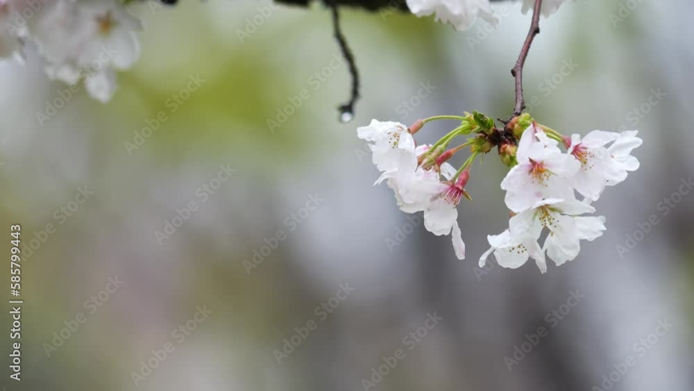 Spring, slow motion of cherry blossoms swaying in the rain, sad landscape Spring, slow motion of cherry blossoms swaying in the rain, sad landscape