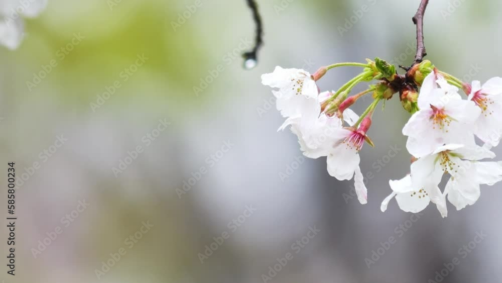 Spring, slow motion of cherry blossoms swaying in the rain, sad landscape