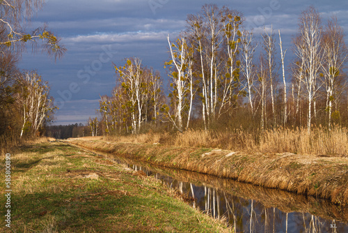 Fototapeta Naklejka Na Ścianę i Meble -  Brzozy w popołudniowym słońcu