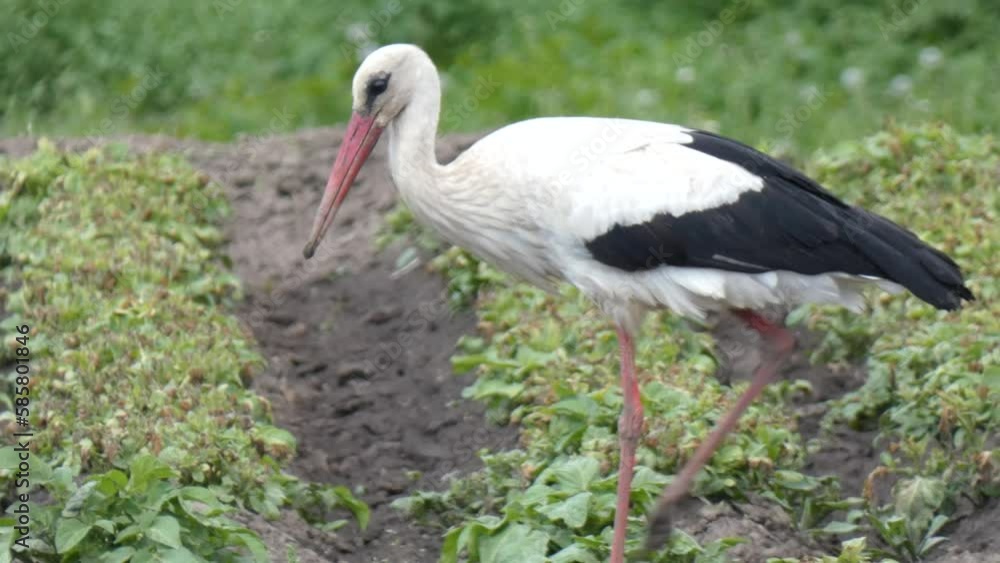 Large wading bird white stork in field looking for prey among the greenery. Water bird on hunt Large wading bird white stork in field looking for prey among the greenery. Water bird on hunt