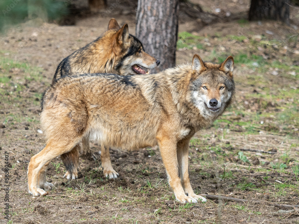 Fototapeta premium Wolf