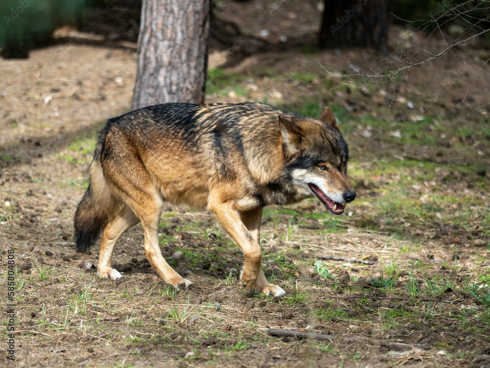 Fototapeta premium Wolf