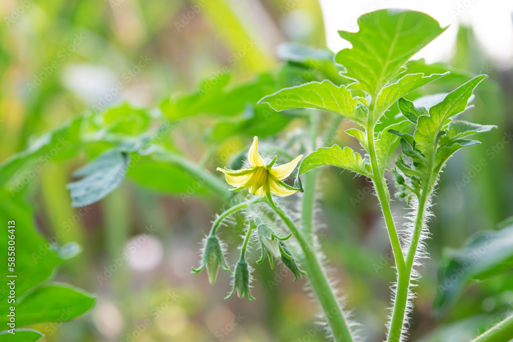 Yellow flowers of cherry tomatoes on the green background of farm tomato leaves. Yellow flowers of cherry tomatoes on the green background of farm tomato leaves.
