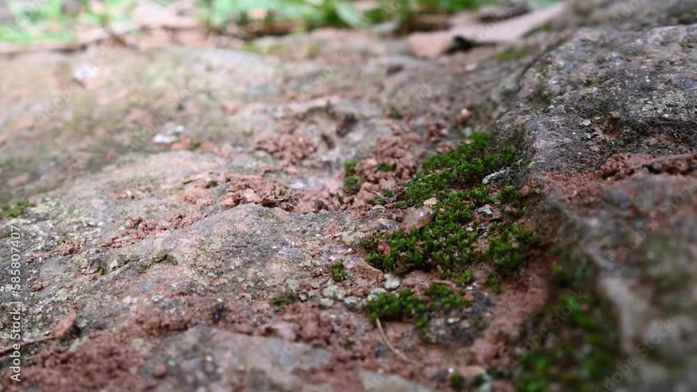 Brown ants line over rocks and moss, short depth of field Brown ants line over rocks and moss, short depth of field