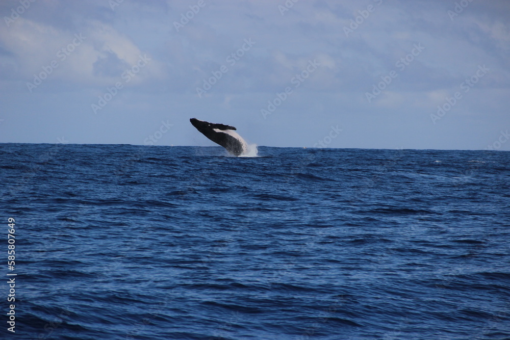 Fototapeta premium Dauphins - Ile de la réunion