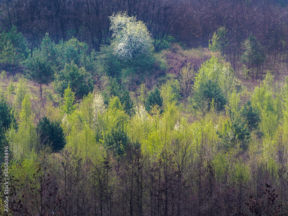 Fototapeta premium Flowering tree in the middle of forest