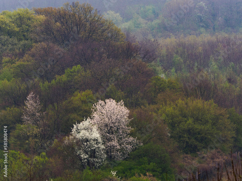 Flowering tree in the middle of forest