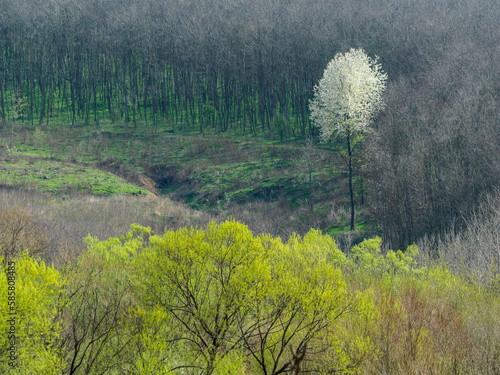 Flowering tree in the middle of forest photo