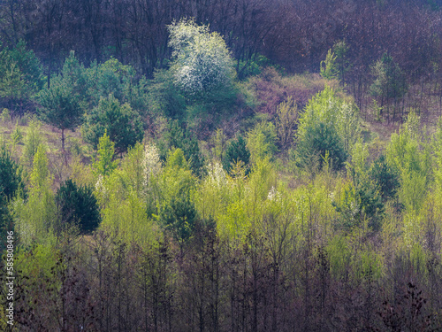 Flowering tree in the middle of forest