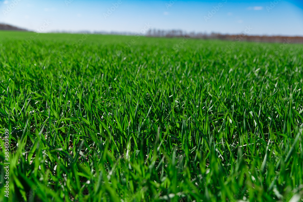 spring grass on the field, green grass, grass grows on the field, field in spring
spring grass on the field, green grass, grass grows on the field, field in spring