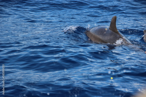 Dauphins - Ile de la r  union