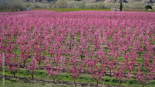 field of pink peaches flowers