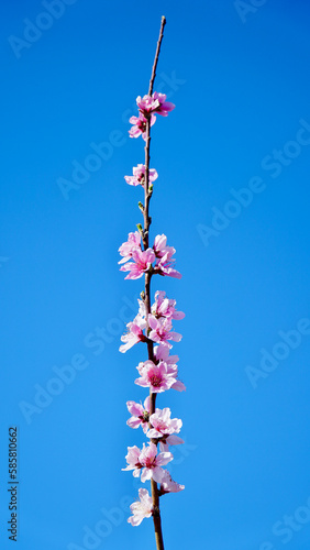 Pink peach flower blossom on blue sky